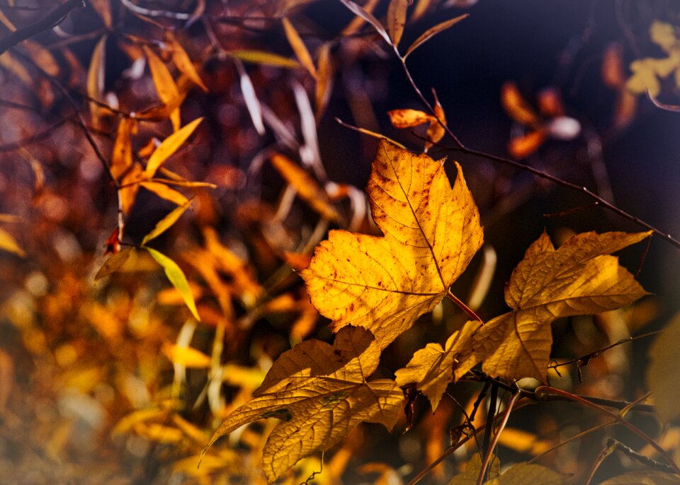 Autumn colours yellow fall color