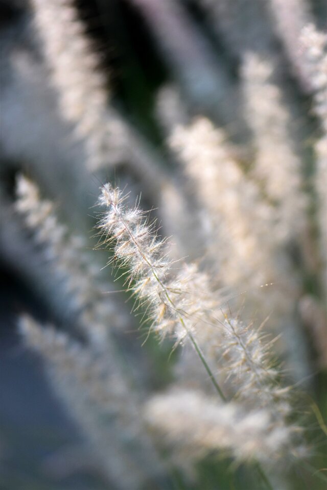 Summer backlighting plant