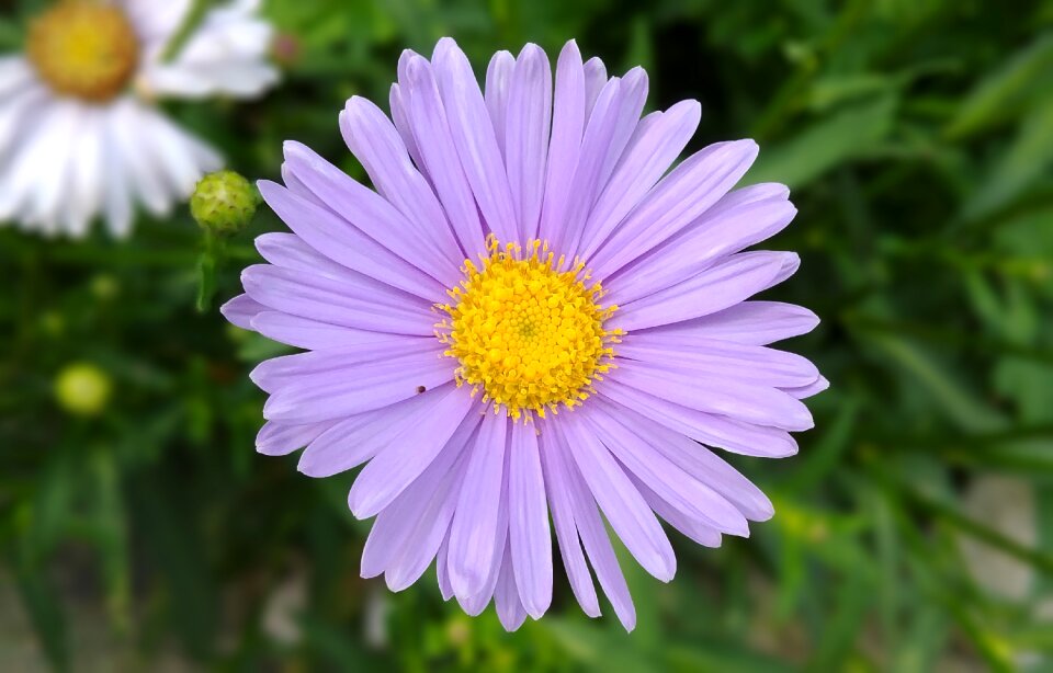 Michaelmas daisy asteraceae wildflower