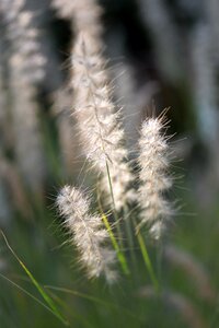 Summer backlighting plant
