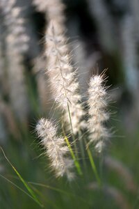 Summer backlighting plant photo