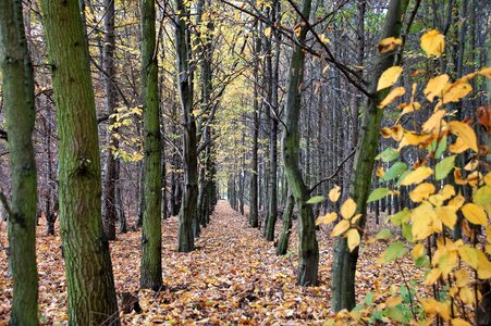 Trees colored october