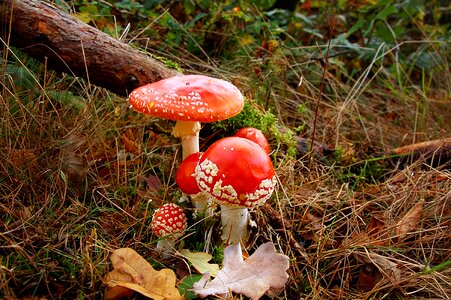 Toxic red mushroom photo