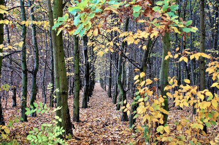Trees colored october