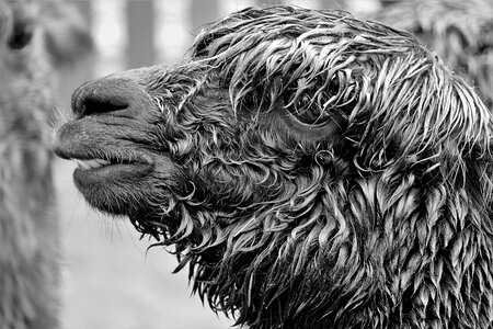 Animal portrait wet domesticated