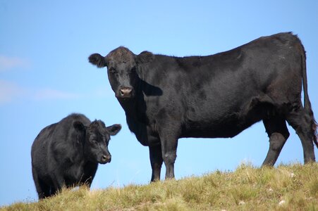 Cows cattle cattle ranch