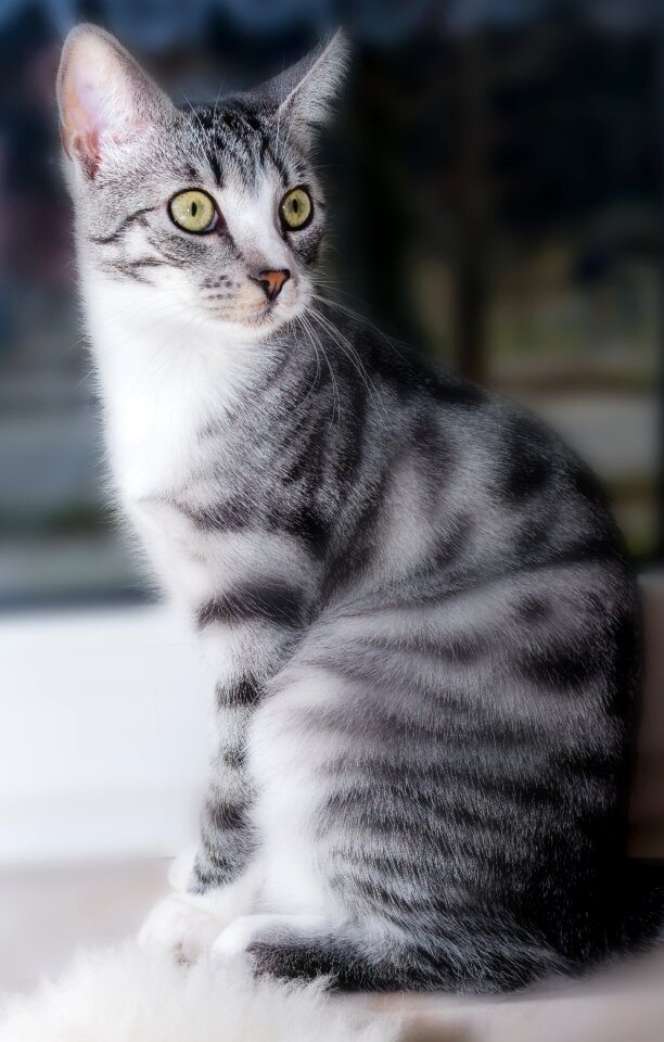 Pet animal kitten