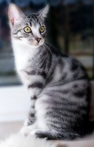 Pet animal kitten photo