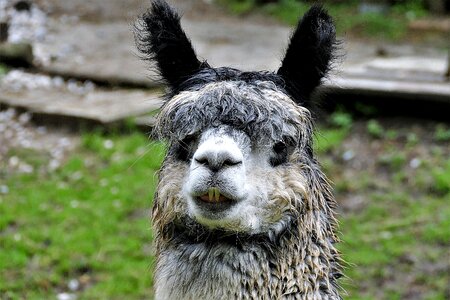 Mammal wool paarhufer