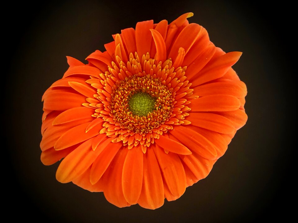 Plant close up petals