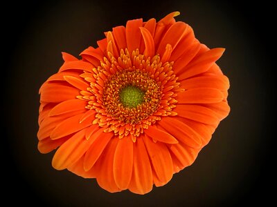 Plant close up petals photo