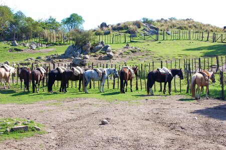 Horses cordoba argentina