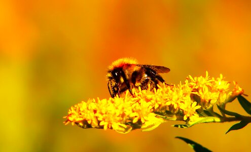 Apiformes animals nature
