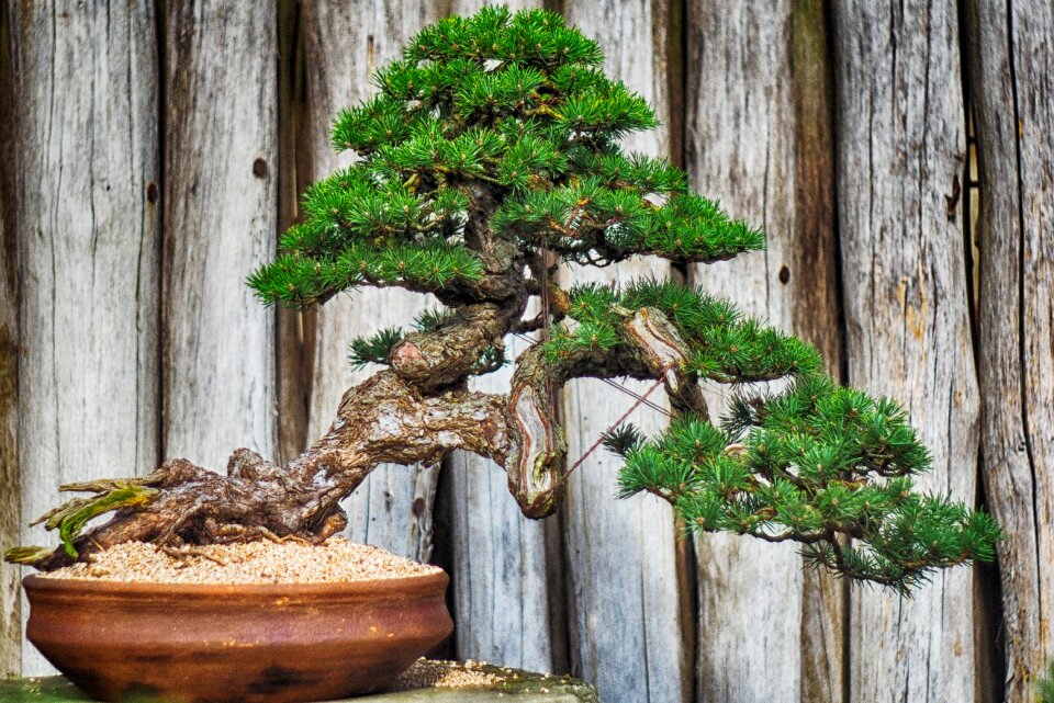 Ceramics bonsai old tree