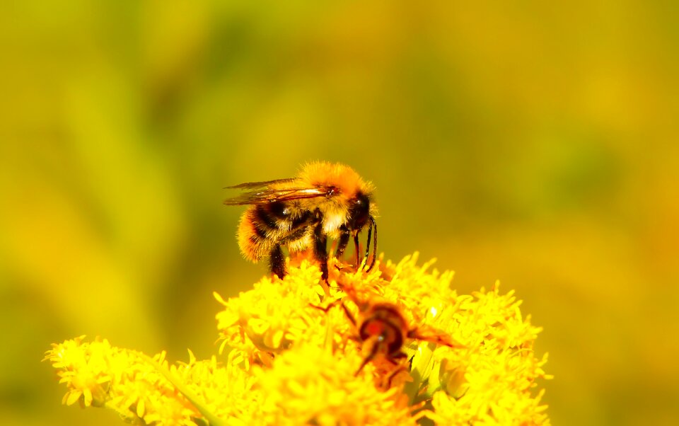 Apiformes animals nature