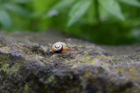 Snail stone small