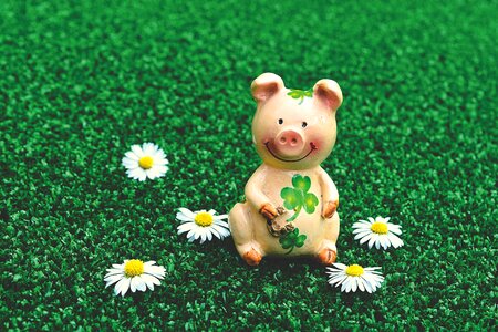 Luck shamrocks lucky charm