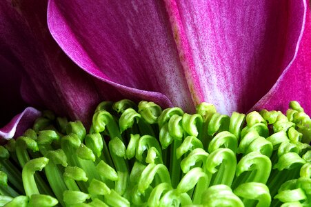 Floral green flowers