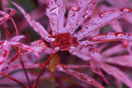 Maple leaf red leaf Free photos