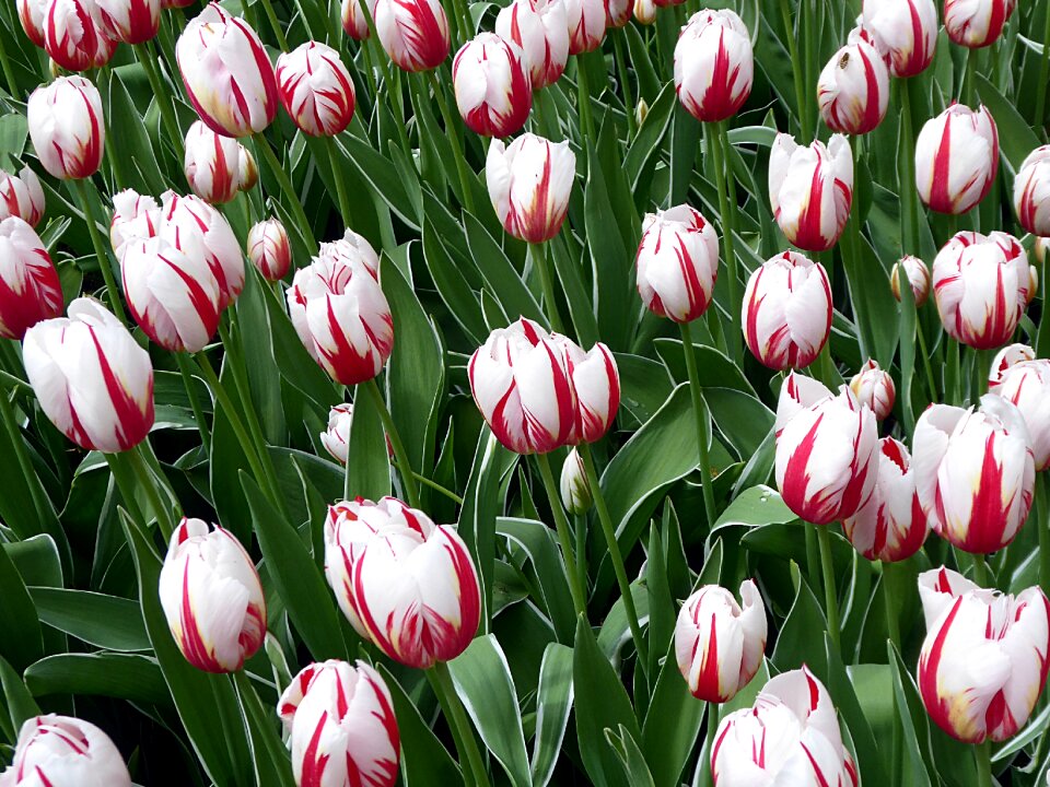 Spring lily keukenhof