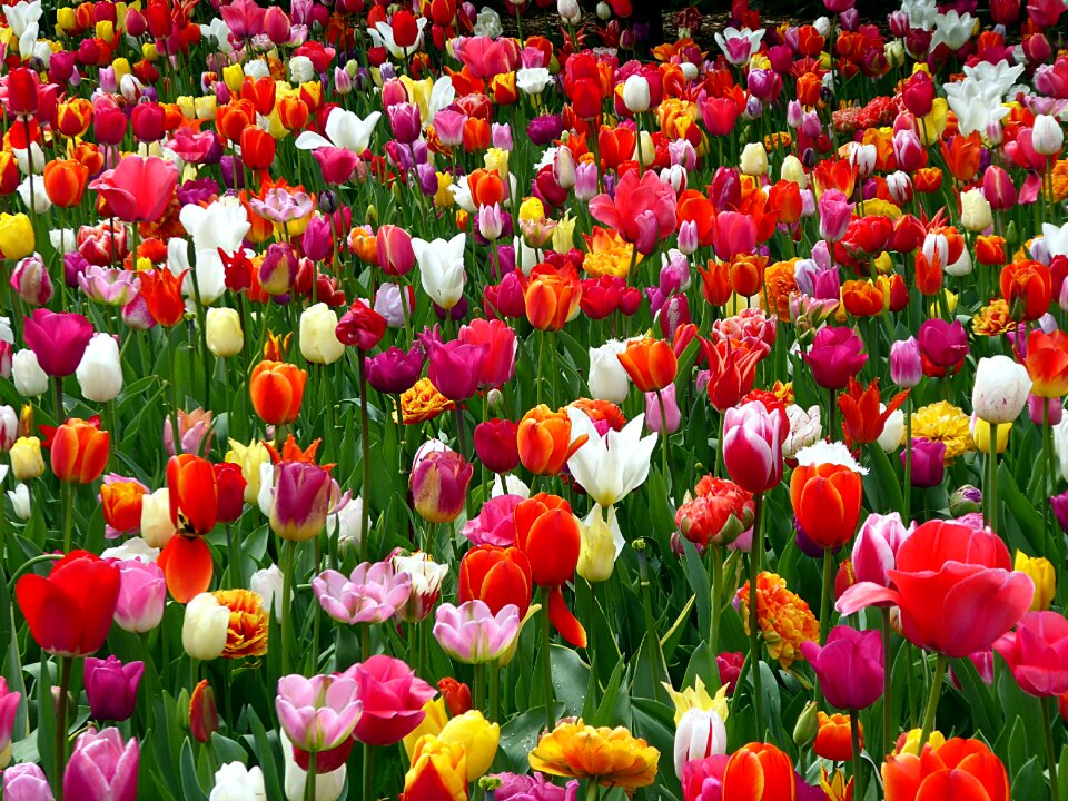 Orange white red
