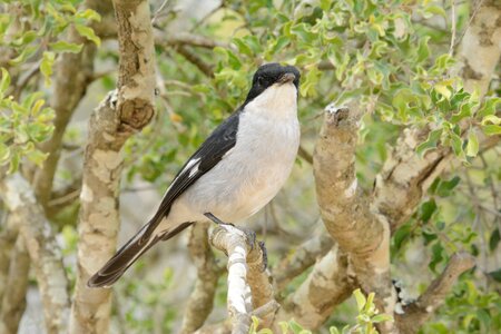 Animal nature branch photo