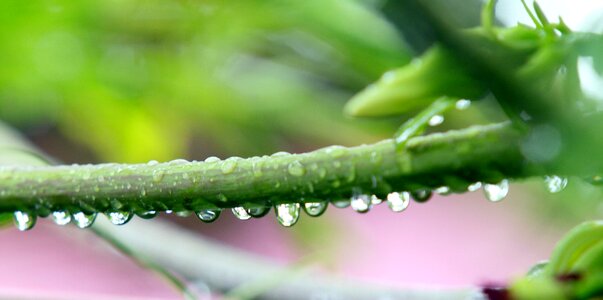 Plant water particles photo