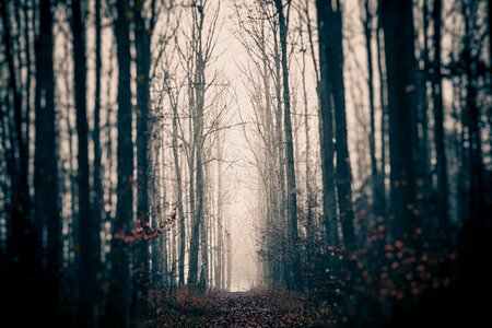Forest mysterious the fog photo