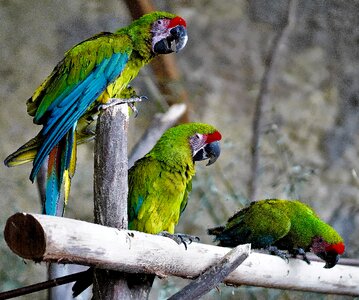 Plumage colorful animal