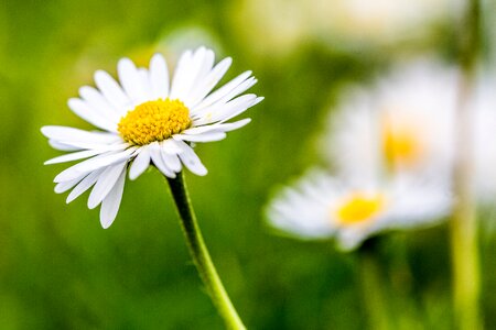 Summer prairie garden
