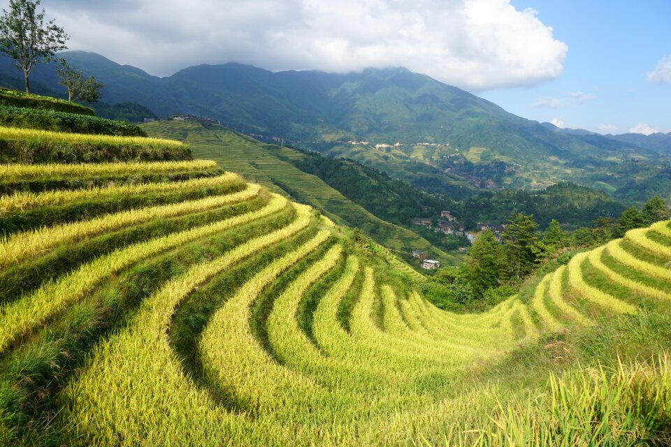 Longji dragon's back terrace