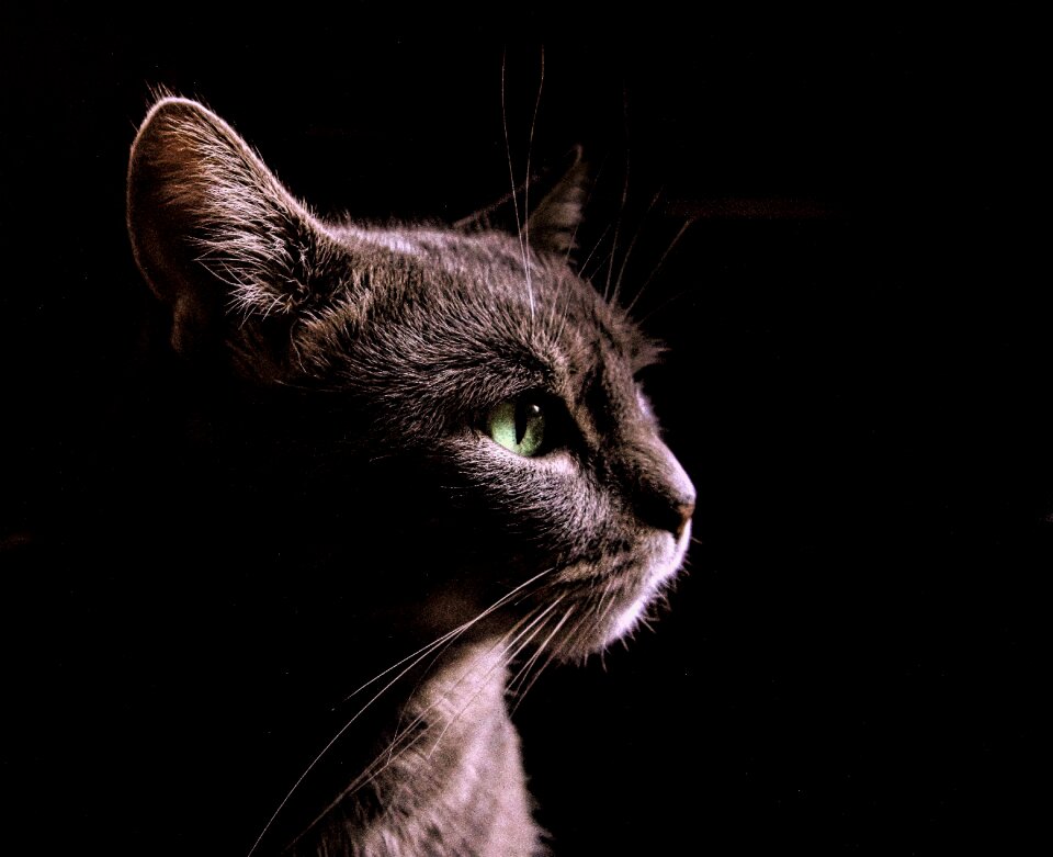 Portrait feline head
