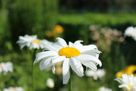 Flowers chamomile Free photos