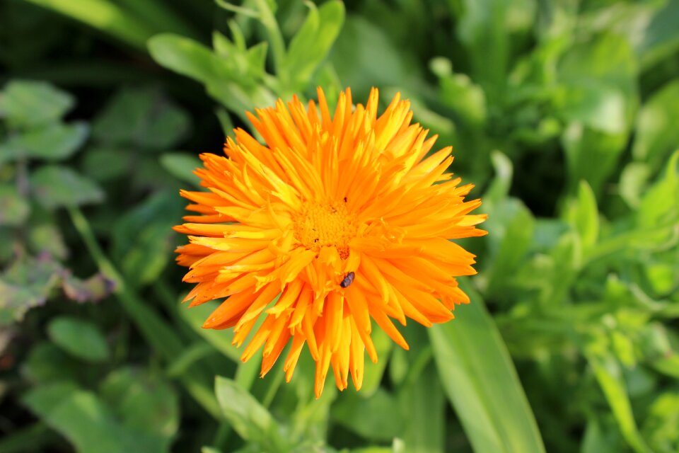 Flowers marigold Free photos