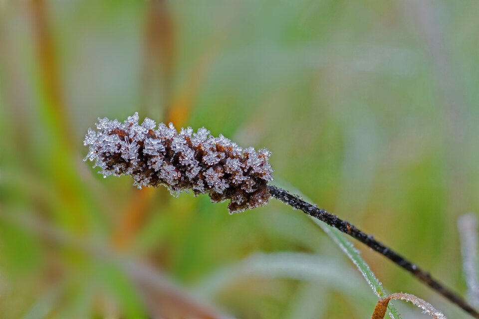 Frost crystals hardest