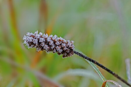 Frost crystals hardest photo