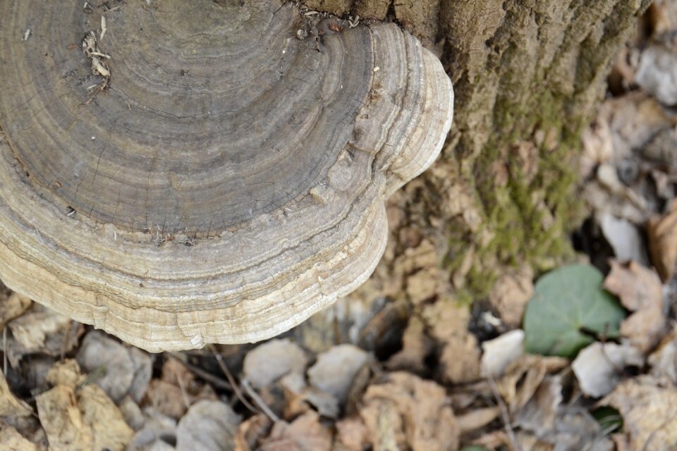 Nature forest tree fungus