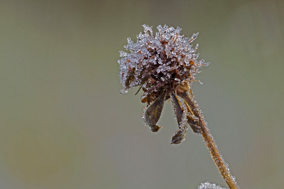Frost crystals hardest