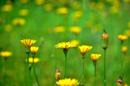 Summer wild flower yellow flower photo