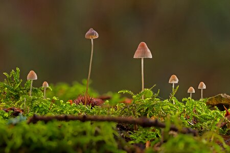 Moss small mushroom screen fungus