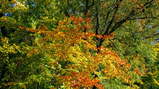 Colorful autumn mood autumn motive photo