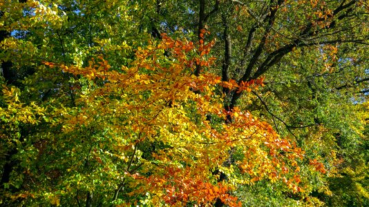 Colorful autumn mood autumn motive