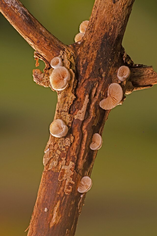 Mushrooms tree fungi branch