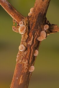 Mushrooms tree fungi branch photo