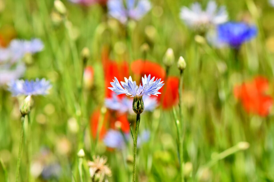 Field of flowers poppy blossom