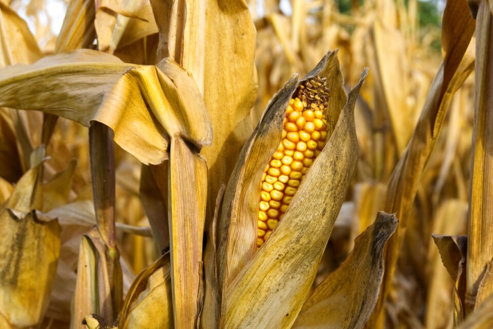 Yellow harvest ripe