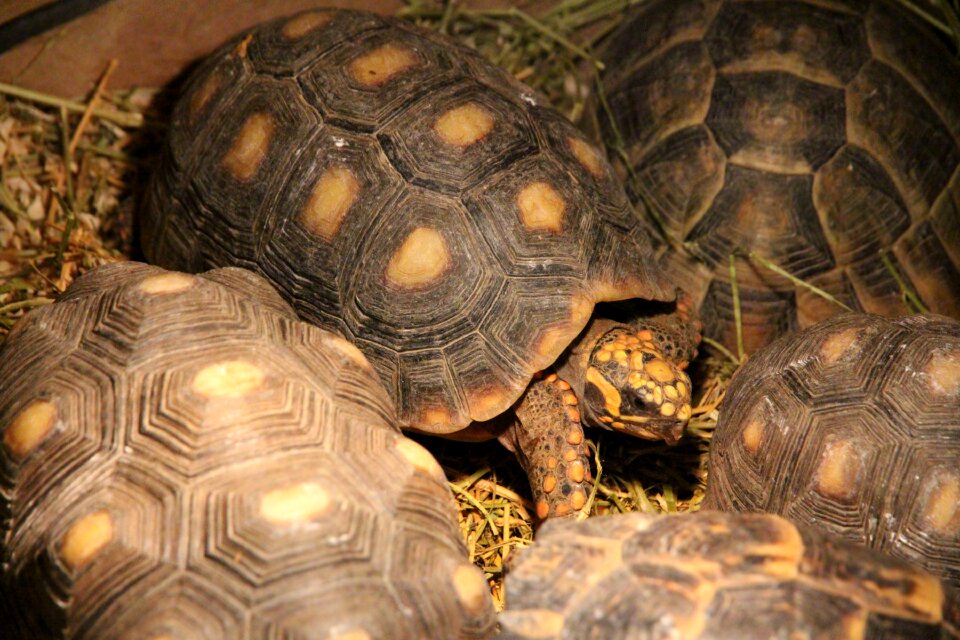 Reptile animal a lot
