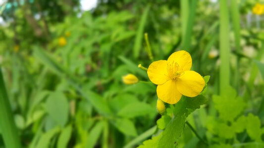 Wildflower flowers ponca