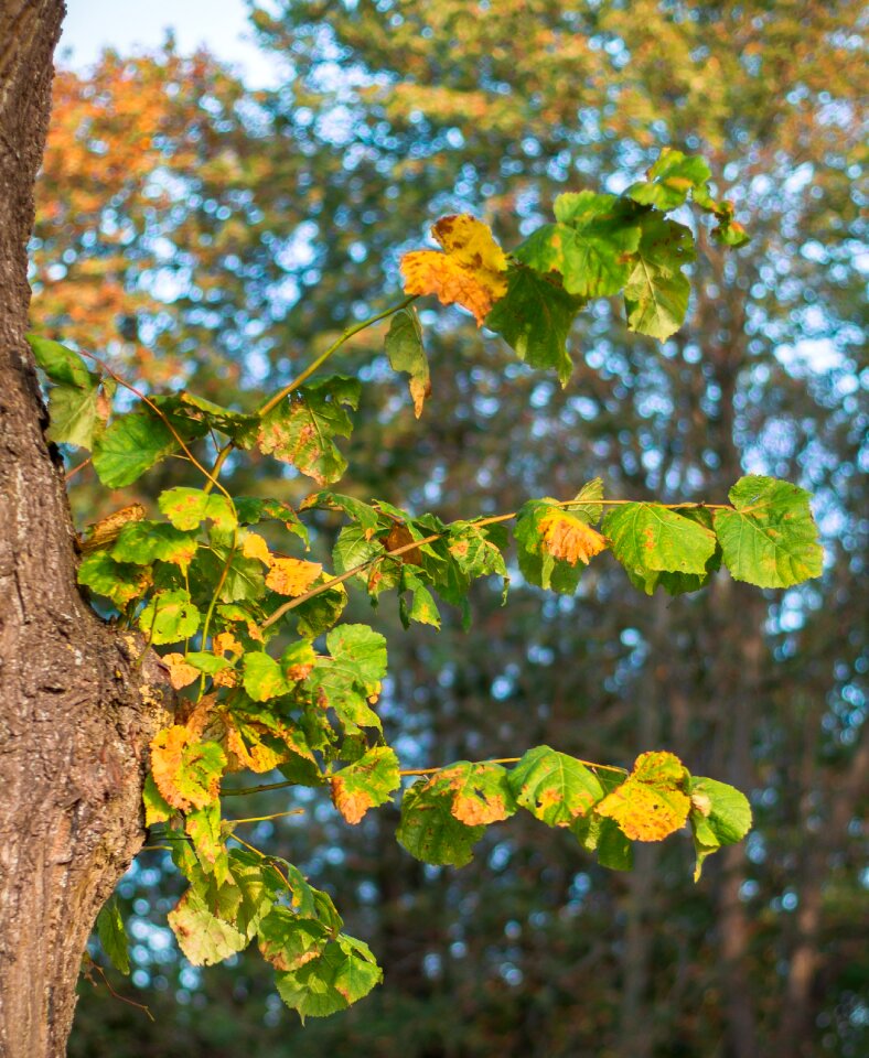 Trees nature withered