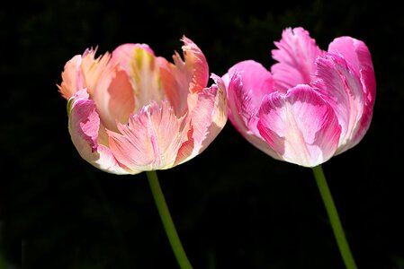 Flowers tulip flower salmon
